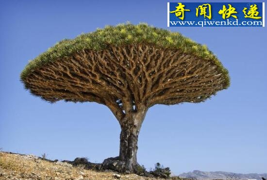 世界上最长寿的植物,龙血树(吸食龙血而生)