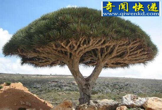 世界上最长寿的植物,龙血树(吸食龙血而生)