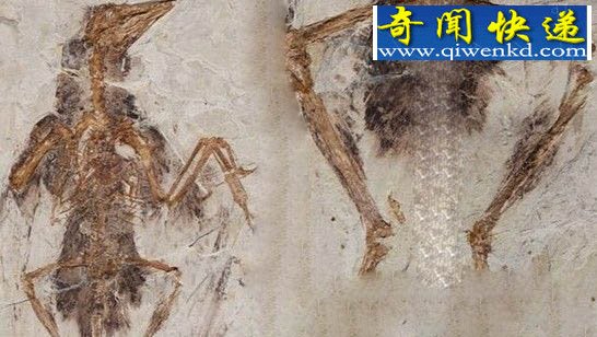 十种最奇特的恐龙物种:有4个翅膀恐龙