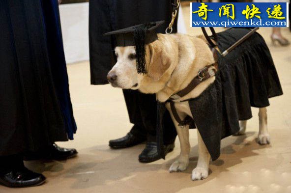 世界最高学历的狗 被授予荣誉硕士学位