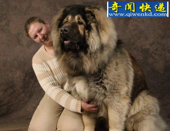 世界上最大的狗排名:高加索犬“犬中之王”