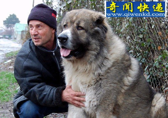 世界上最大的狗排名:高加索犬“犬中之王”