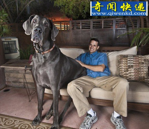 曾经站立高过2米的世界最高狗“大乔治”离世