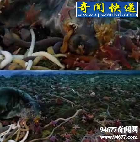 南极巨虫,是一种长达3米的巨型虫类(能吃海豹)