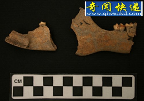 考古学家发现动物迁入加勒比海地区证据