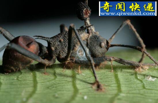 地球上十大最毛骨悚然的虫类,幽灵蛞蝓(吞食蚯蚓)