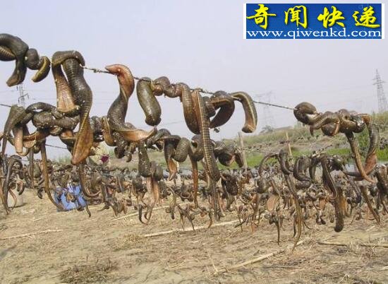 暴君水蛭,噬血杀人的水蛭之王(寄生霸王龙)