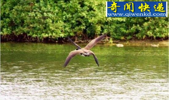 四翼鸟,为求偶长出四个翅膀