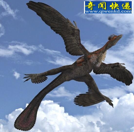 四翼鸟,为求偶长出四个翅膀
