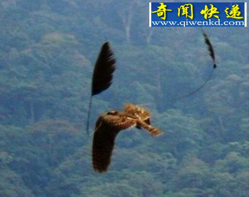 四翼鸟,为求偶长出四个翅膀