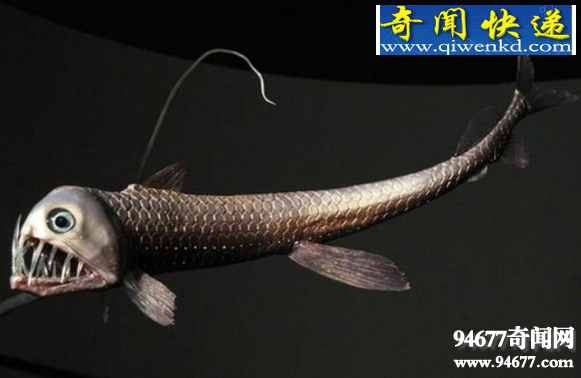 深海五大神秘生物:恐怖毒蛇鱼(图)