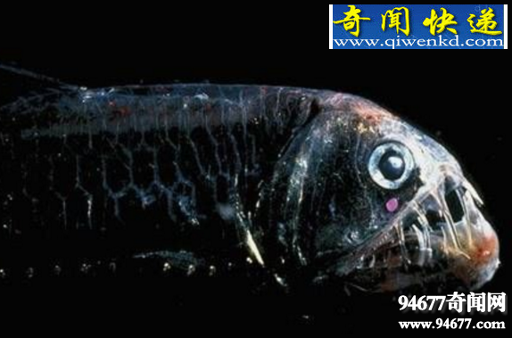 深海五大神秘生物:恐怖毒蛇鱼(图)
