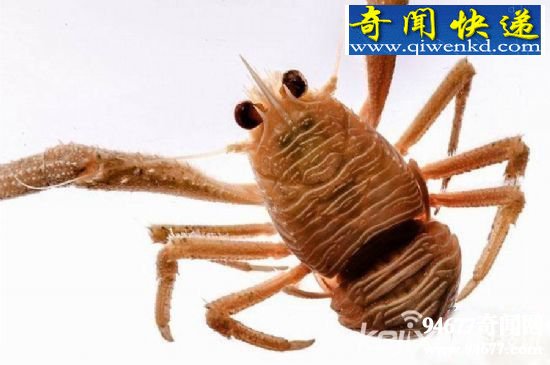 深海五大神秘生物:恐怖毒蛇鱼(图)