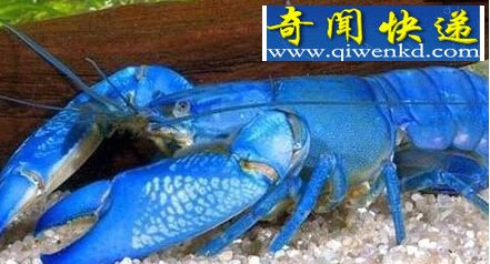 瞧瞧这些可爱的蓝精灵们:惊奇的蓝色动物!