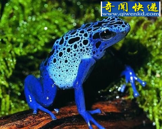 瞧瞧这些可爱的蓝精灵们:惊奇的蓝色动物!