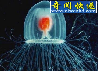最长寿动物居然有1550岁!