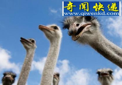 解密动物王国十大谎言