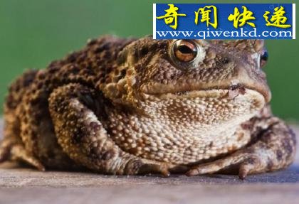 解密动物王国十大谎言