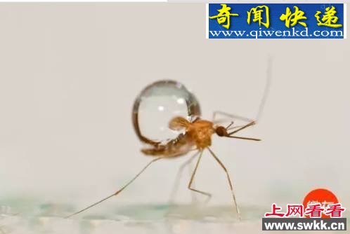 解密为什么蚊子不会被雨砸死?