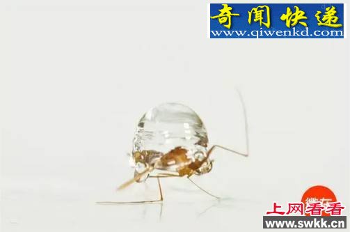 解密为什么蚊子不会被雨砸死?
