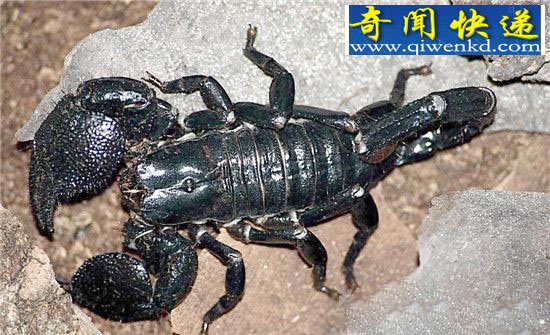 霸气萌宠真帝王蝎:体型大但毒性不强!