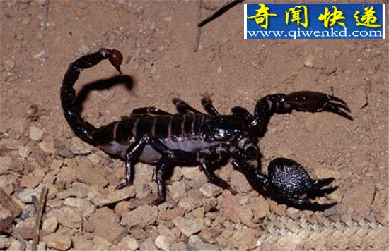 霸气萌宠真帝王蝎:体型大但毒性不强!
