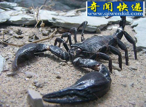 霸气萌宠真帝王蝎:体型大但毒性不强!