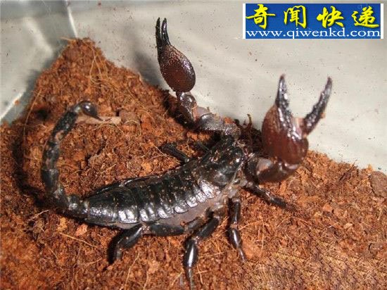 霸气萌宠真帝王蝎:体型大但毒性不强!