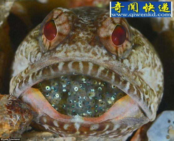 盘点海底神秘动物:无法想象的奇特模样