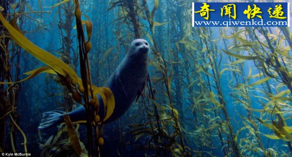 盘点海底神秘动物:无法想象的奇特模样