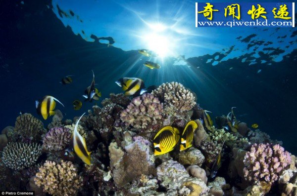 盘点海底神秘动物:无法想象的奇特模样