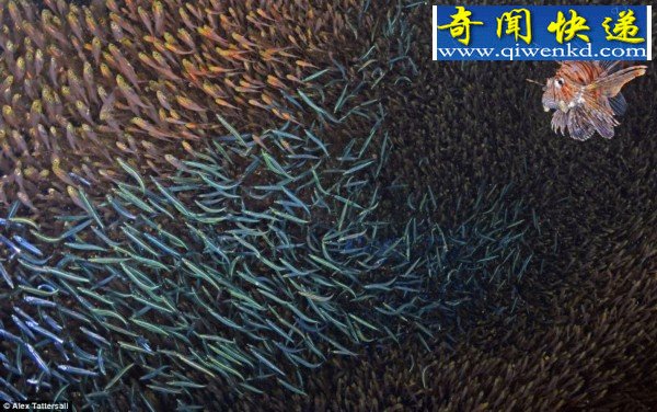 盘点海底神秘动物:无法想象的奇特模样