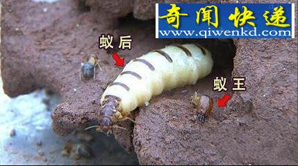 揭秘白蚁蚁后怎么解决家族乱伦问题!