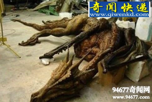 中国真龙尸体事件曝光,世界果然有龙的存在