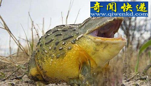 动物世界巨型“怪兽” 巨型狮虎兽体重超过1000斤!