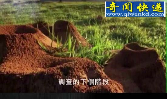 科学家竟向蚁窝灌4吨水泥 挖开后惊呆众人