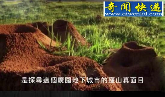 科学家竟向蚁窝灌4吨水泥 挖开后惊呆众人