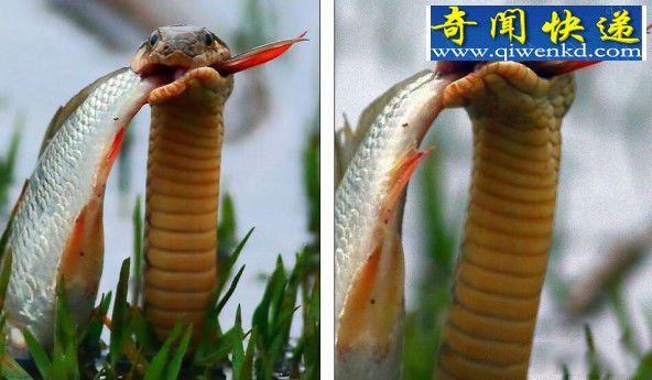 精彩!男子湖边拍鸟无意中拍到水蛇捕鱼瞬间