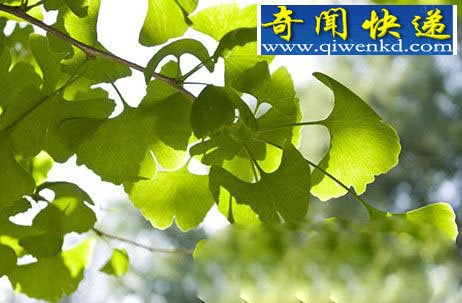 自然界的十大活化石 已有1.34亿年