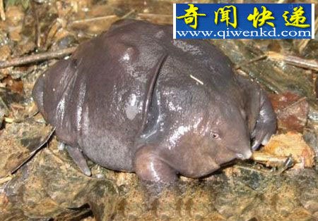 自然界的十大活化石 已有1.34亿年