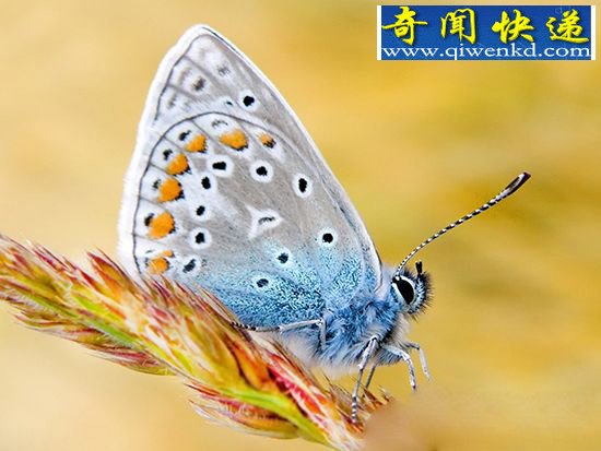 蝴蝶竟然也长寿 是何让蝴蝶度过600年时光?