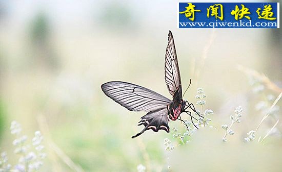 蝴蝶竟然也长寿 是何让蝴蝶度过600年时光?