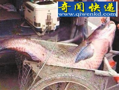 盘点那些捕获的大鱼,大鱼体长或许超过3米