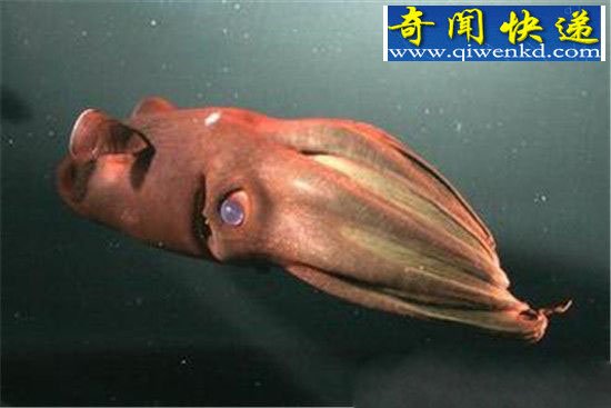 海洋生物具有超能力,乌贼用大脑消化食物