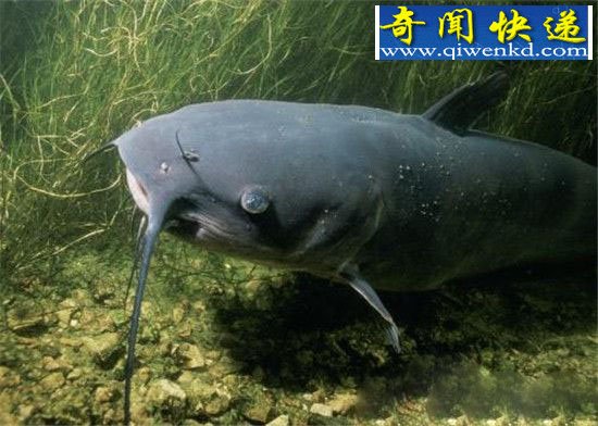海洋生物具有超能力,乌贼用大脑消化食物