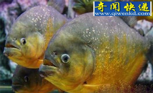 海洋生物具有超能力,乌贼用大脑消化食物