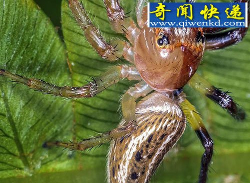 自然界雌雄同体生物 美国惊现雌雄同体的蜘蛛
