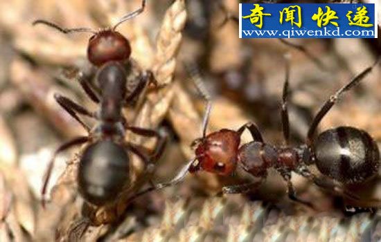 蚂蚁可以为自己治疗, 是动物本能天性?
