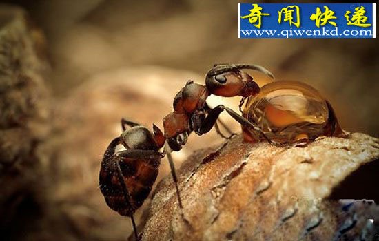 蚂蚁可以为自己治疗, 是动物本能天性?
