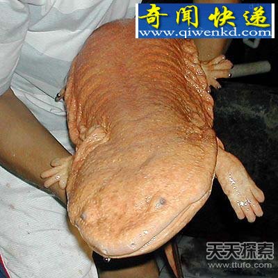 ʮ󺱼